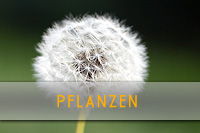 Pflanzen